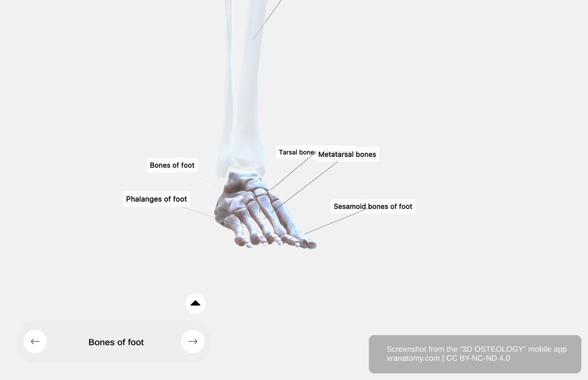 Bones of the foot anatomy 360-degree interactive viewer showing tarsal bones, metatarsal bones, and phalanges