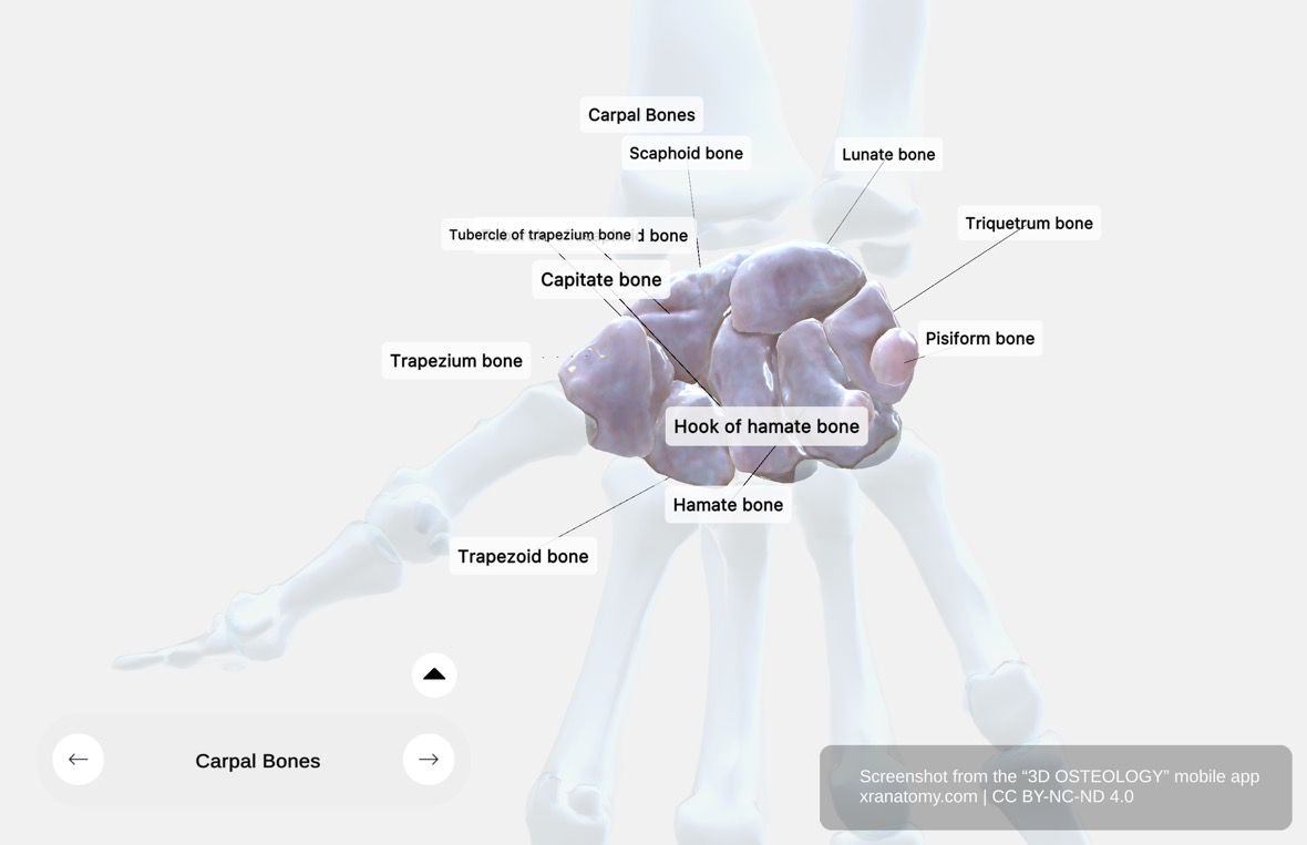 Carpal bones 360-degree viewer showing eight wrist bones arranged in proximal and distal rows including navicular, lunate, triquetral, pisiform, capitate, and hamate