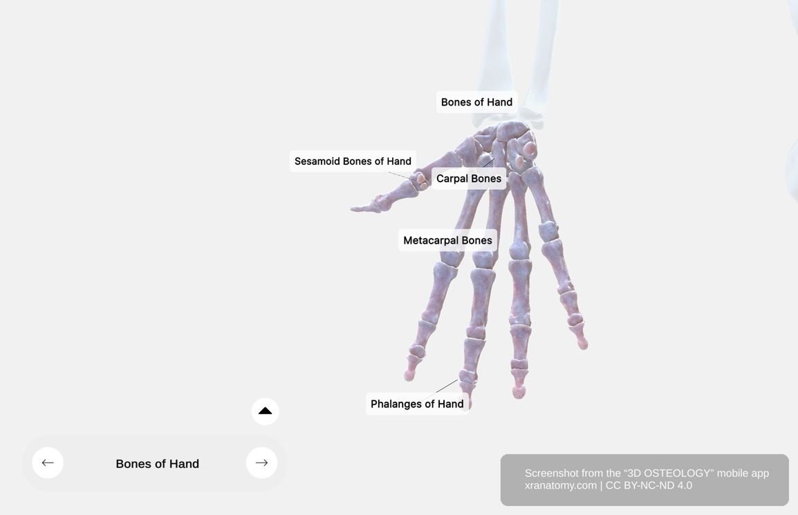 Bones of the hand anatomy 360-degree interactive viewer showing carpal bones, metacarpal bones, phalanges, and sesamoid bones in X-ray imaging