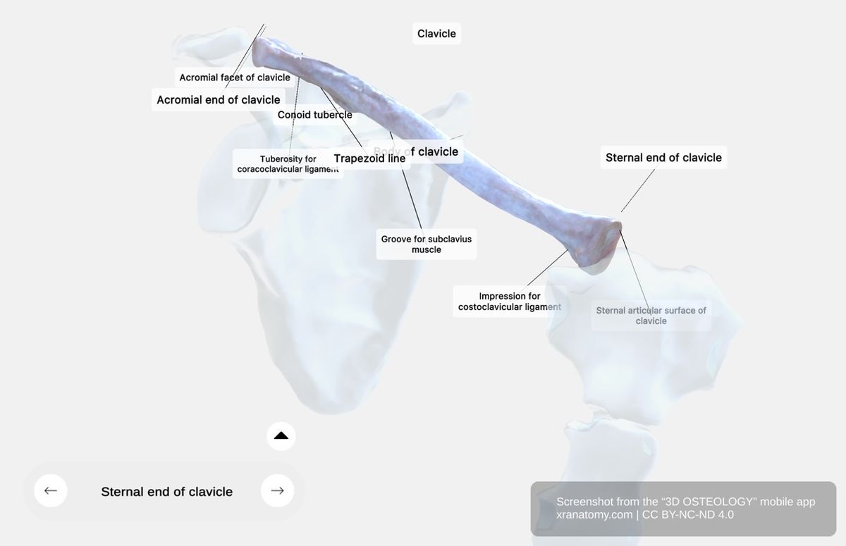 Sternal end of clavicle 360-degree viewer showing triangular articular surface for sternoclavicular joint and costoclavicular ligament attachment site