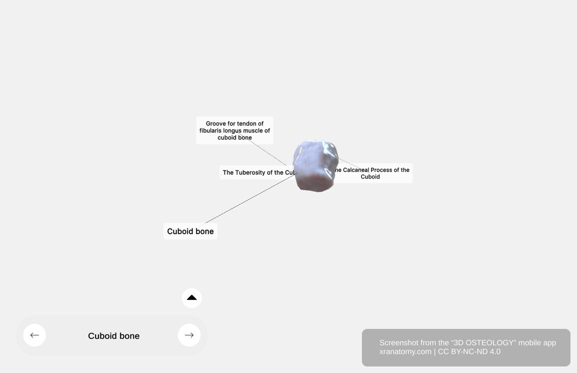 Cuboid bone anatomy 360-degree interactive viewer showing the lateral tarsal bone with peroneal sulcus, tuberosity, calcaneal process, and articular surfaces