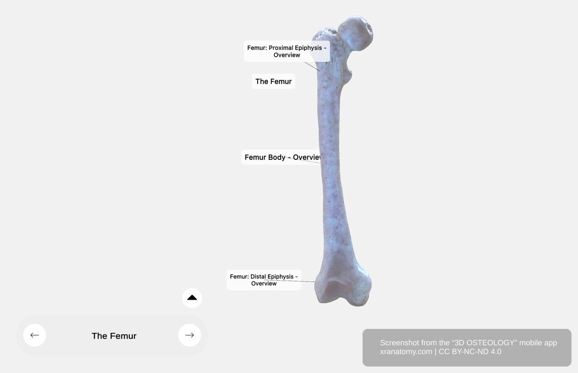 Femur anatomy 360-degree interactive viewer showing the longest and strongest bone in the human body with proximal epiphysis, shaft, and distal epiphysis