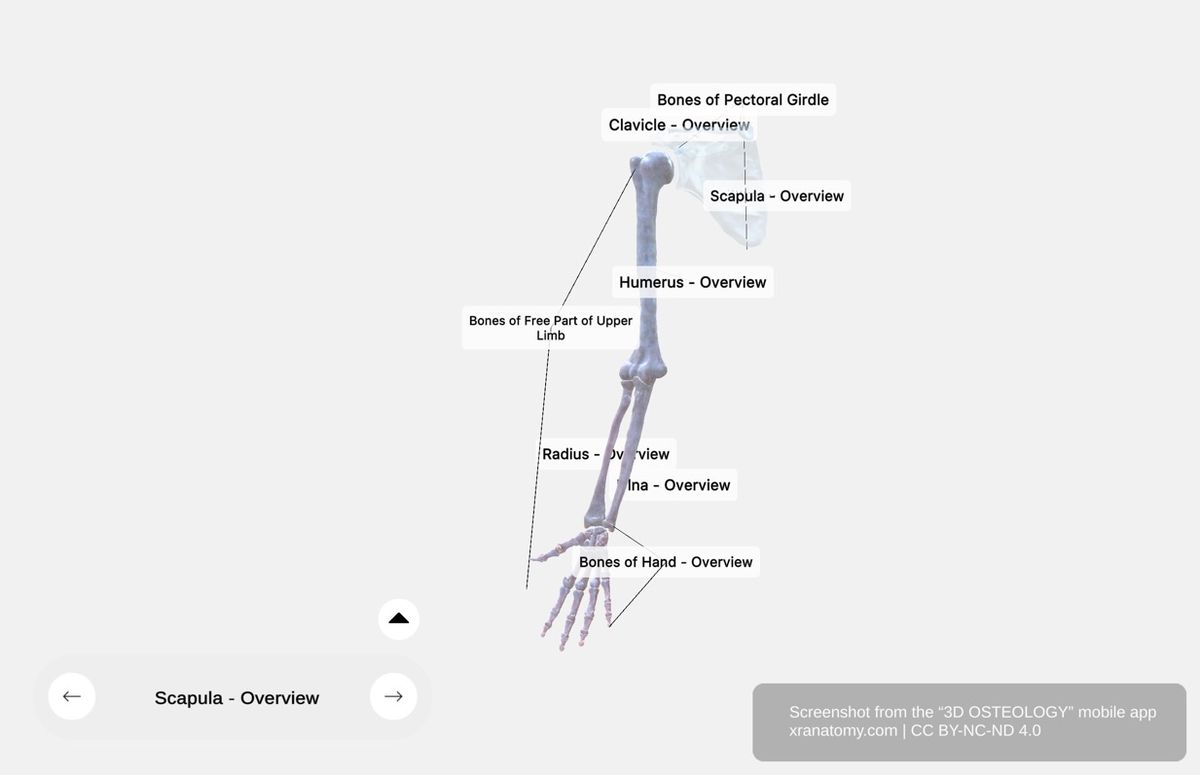 Free upper limb bones 360-degree viewer showing humerus, radius, ulna, and hand bones