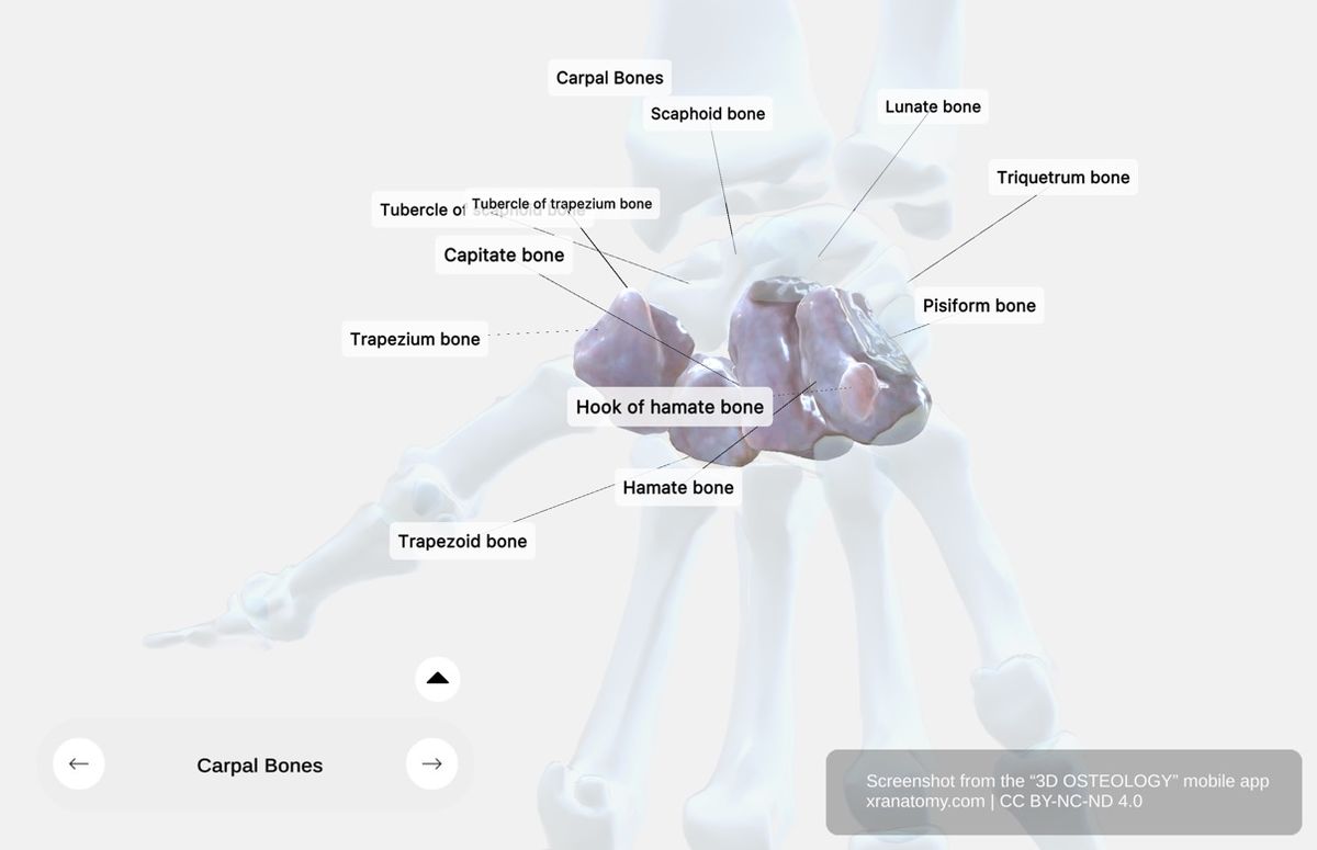 Distal row of carpal bones 360-degree viewer showing trapezium, trapezoid, capitate, and hamate bones with hook of hamate