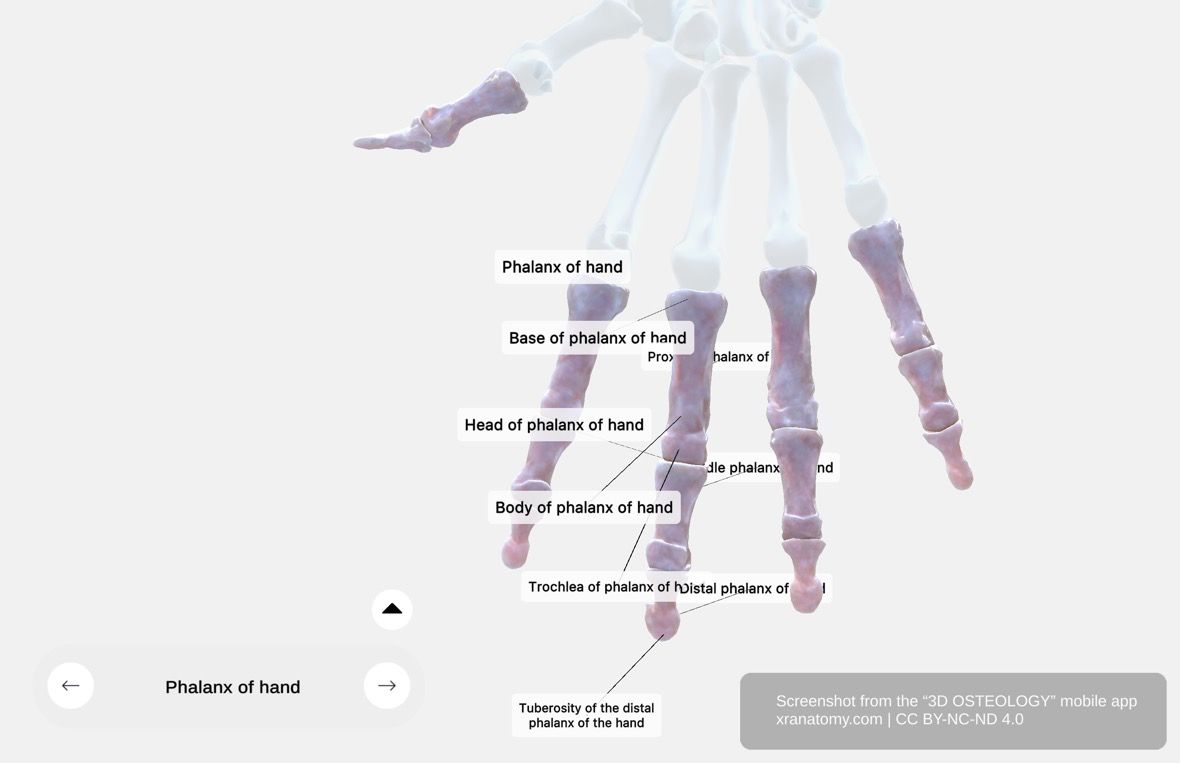 Phalanges of the hand 360-degree viewer showing fourteen phalanges with body tapering distally, convex dorsal surface, and concave volar surface
