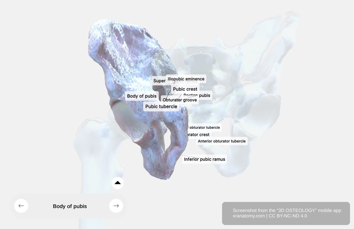 Os pubis 360-degree viewer showing body, superior ramus, inferior ramus, pubic tubercle, and pubic crest