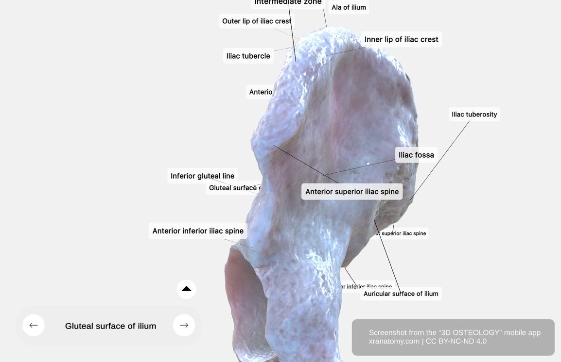 Sacropelvic surface of ilium 360-degree viewer showing auricular surface for sacral articulation and iliac tuberosity