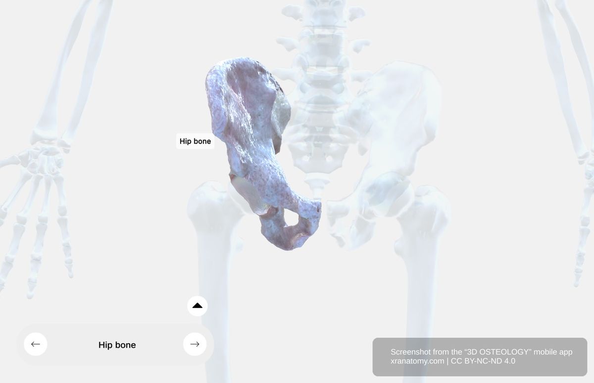 Hip bone X-ray 360-degree interactive viewer showing radiographic appearance of ilium, ischium, os pubis, and acetabulum