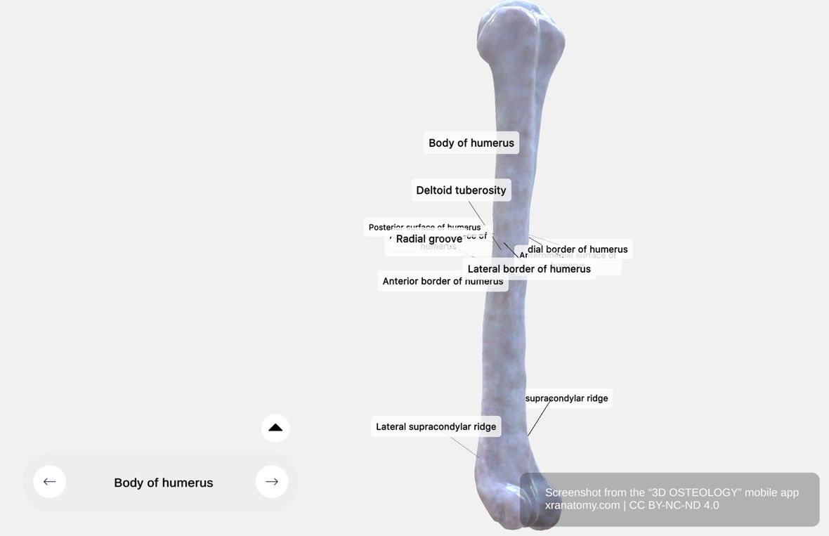 Body of humerus 360-degree viewer showing anteromedial, anterolateral, and posterior surfaces, borders, deltoid tuberosity, and radial groove