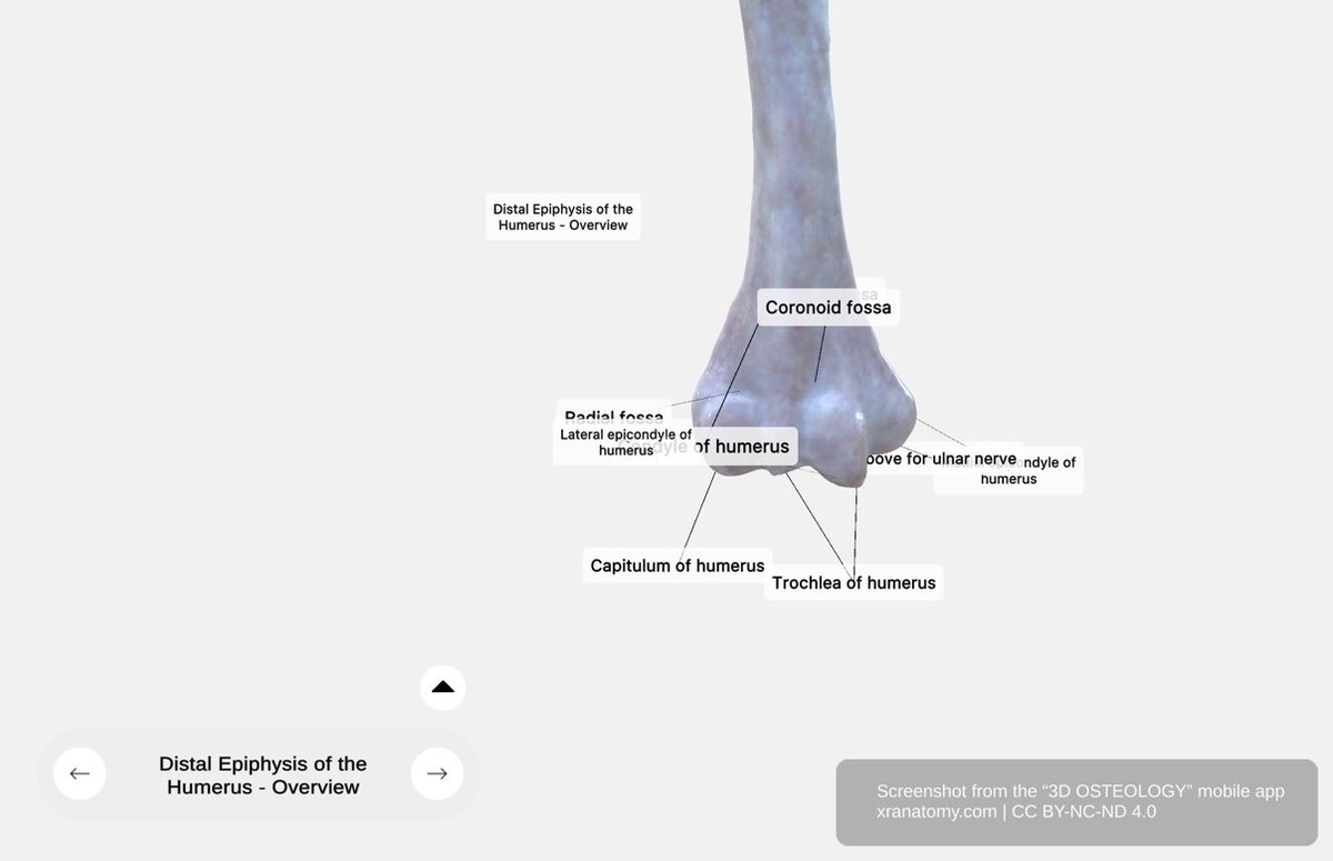Distal epiphysis of humerus 360-degree viewer showing capitulum, trochlea, medial and lateral epicondyles, olecranon fossa, coronoid fossa, and radial fossa