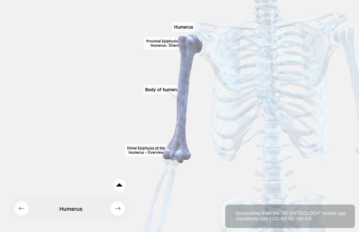 Humerus anatomy 360-degree interactive viewer showing complete bone structure with proximal epiphysis, shaft, and distal epiphysis in X-ray view