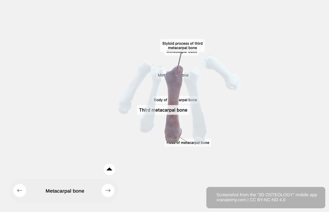 Third metacarpal bone 360-degree viewer showing styloid process on lateral dorsal side of base and pyramidal projection