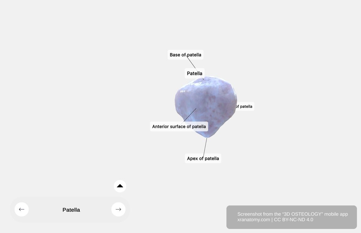 Patella anatomy 360-degree interactive viewer showing the largest sesamoid bone with flat triangular shape, base, apex, and articular surface