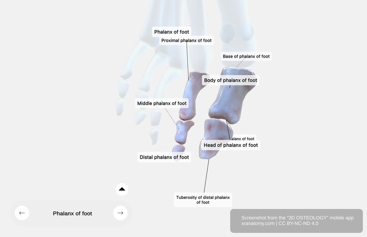 Individual phalanx 360-degree viewer showing detailed anatomy of base, body, and head with articular surfaces and trochlea