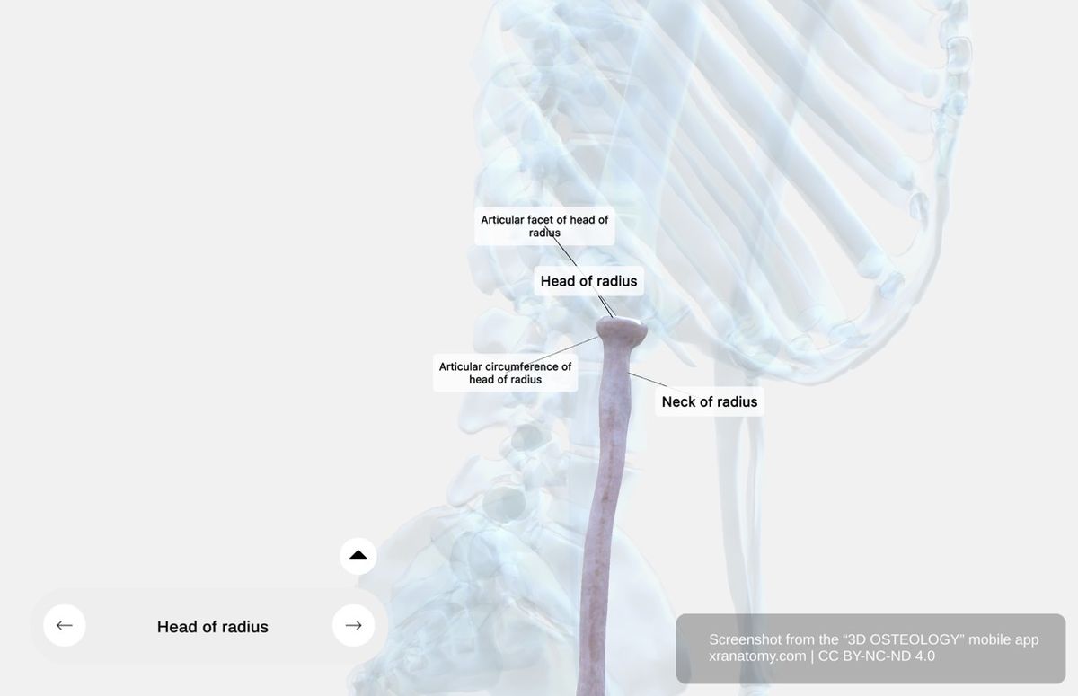 Proximal epiphysis of radius 360-degree viewer showing head, neck, articular facet, and articular circumference