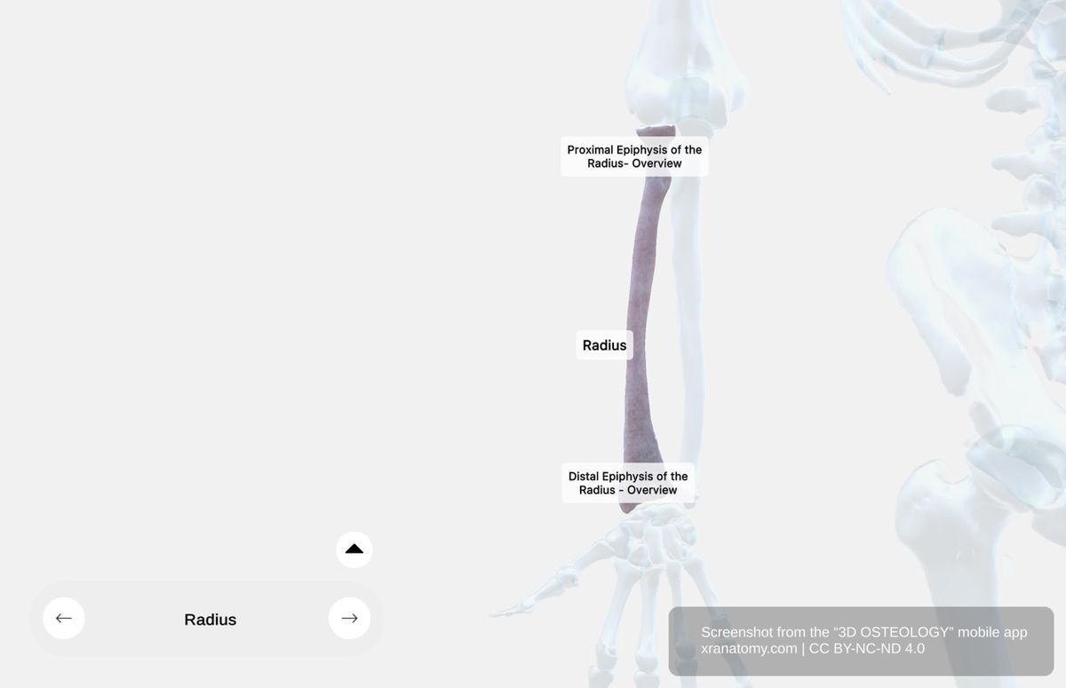 Radius X-ray 360-degree viewer showing internal bone structure, cortical bone, and medullary cavity