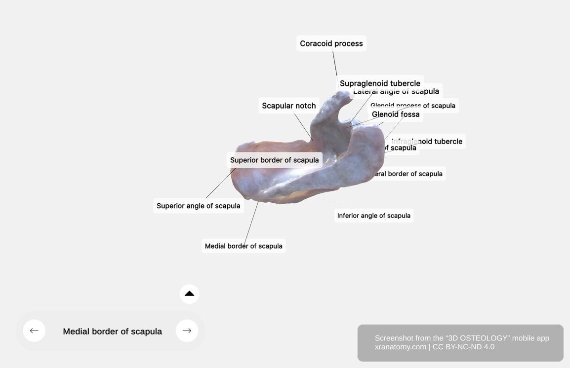 Scapula borders and angles 360-degree viewer showing medial, lateral, and superior borders with glenoid cavity, coracoid process, and scapular notch