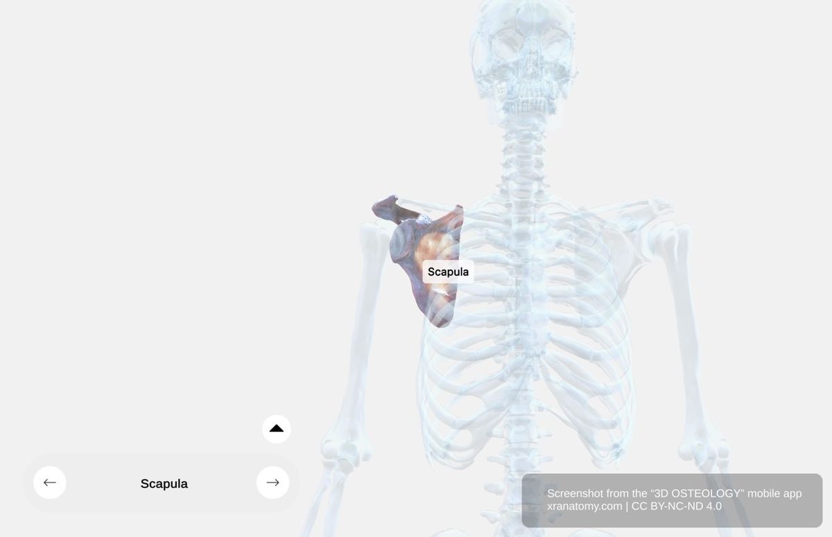 Scapula anatomy 360-degree interactive viewer showing glenoid cavity, acromion, coracoid process, spine, borders, and angles of the shoulder blade