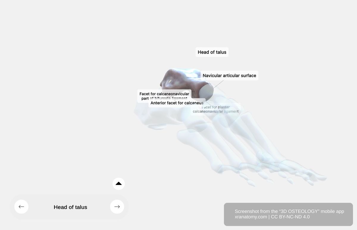Talus head 360-degree viewer showing navicular articular surface, plantar calcaneonavicular ligament facet, anterior calcaneal facet, and neck features