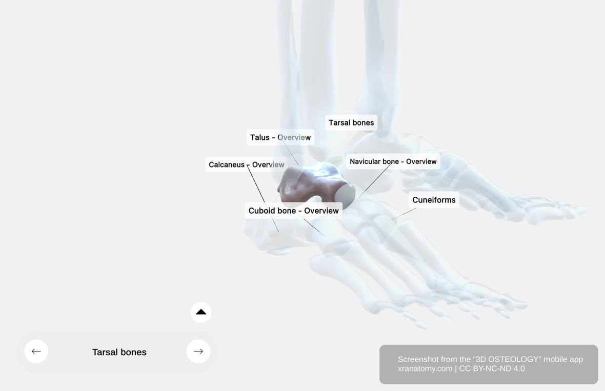 Talus anatomy 360-degree interactive viewer showing the second-largest tarsal bone with head, neck, body, and trochlea