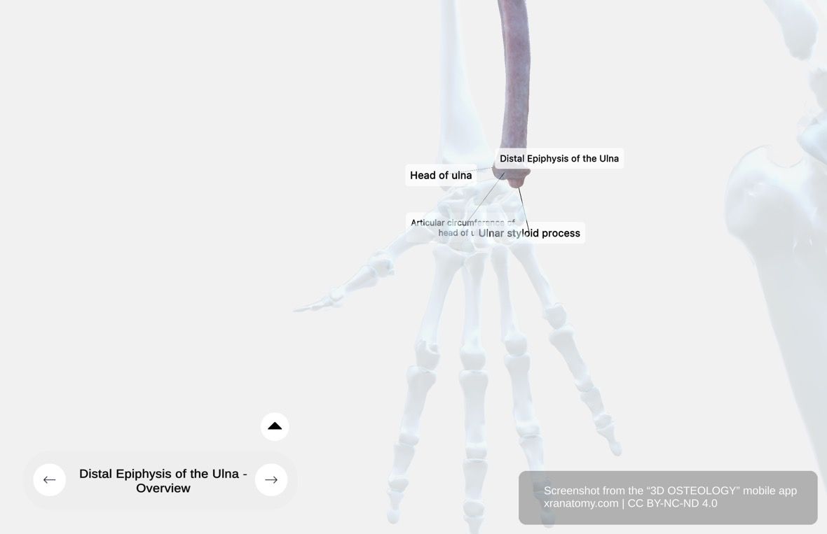 Distal ulna 360-degree viewer showing head of ulna, articular circumference, and ulnar styloid process forming the distal radioulnar joint