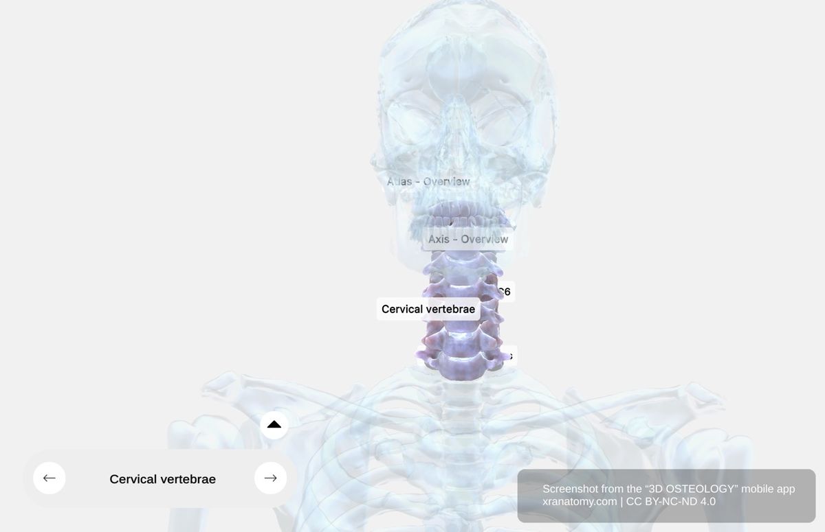 Cervical vertebrae anatomy 360-degree interactive viewer showing seven vertebrae including atlas C1, axis C2, vertebra prominens C7, and typical C3-C6 structure with foramen transversarium