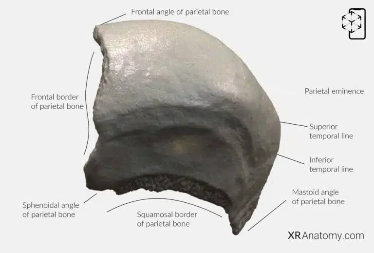 AR Figure 20 – Parietal Bone: Internal Surface