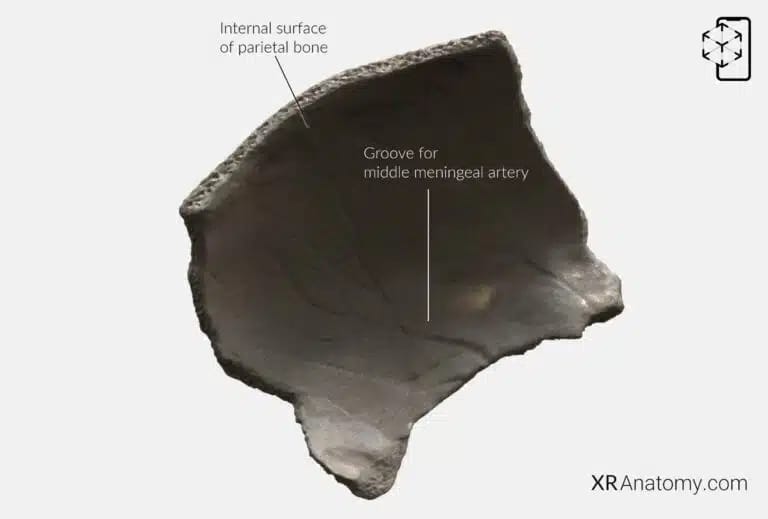 AR Figure 21 – Parietal Bone: External Surface