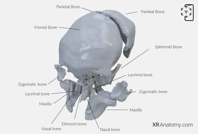 AR Figure 23 – Frontal Bone: Disarticulated view