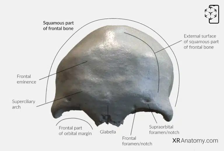 AR Figure 24 – Frontal Bone: Squamous part