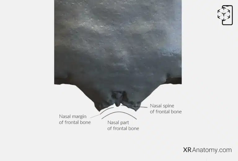 AR Figure 27 – Frontal Bone: Nasal part