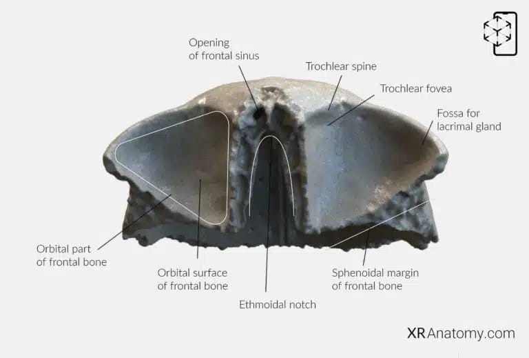 AR Figure 28 – Frontal Bone: Orbital part