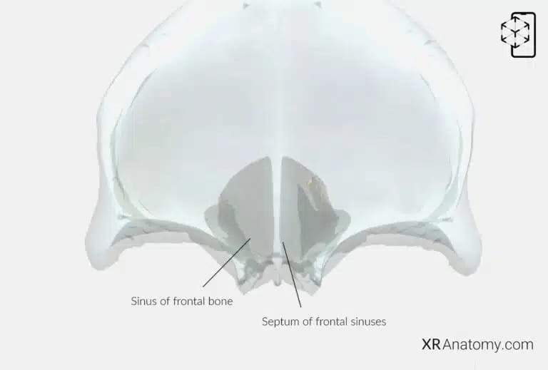 AR Figure 29 – Frontal Bone: Frontal sinus