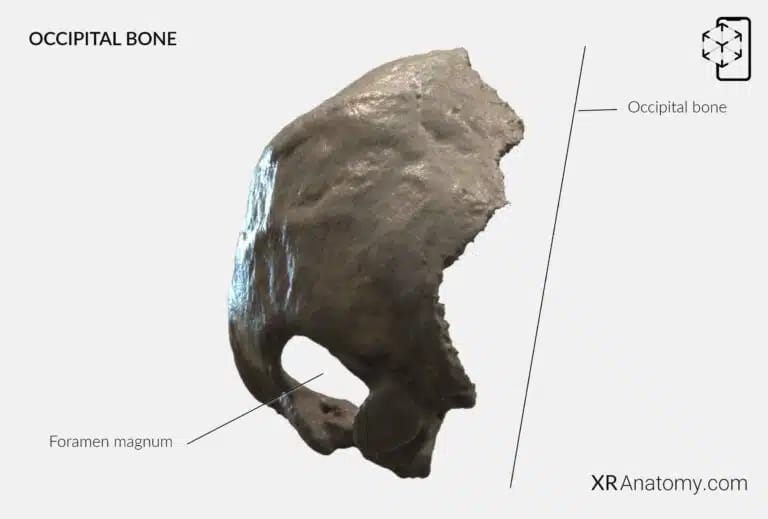 AR Figure 2 – Occipital Bone: Foramen Magnum