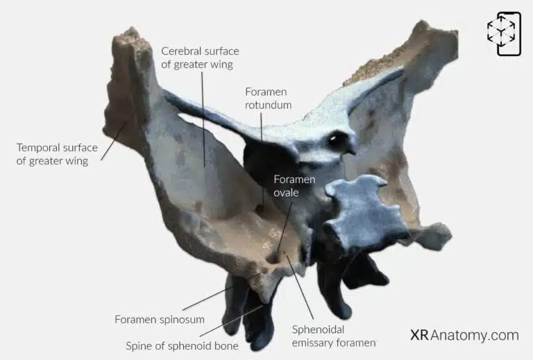 AR Figure 35 – Sphenoid Bone: Greater wing