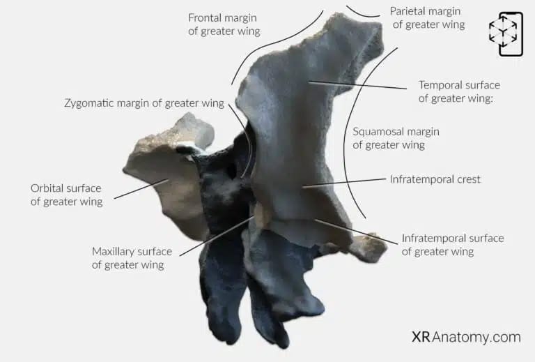 AR Figure 36 – Sphenoid Bone: Greater wing