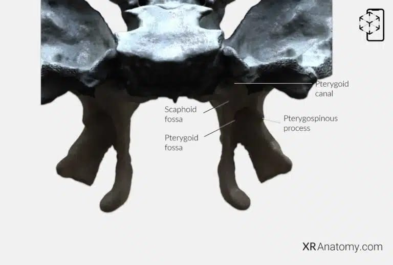 AR Figure 38 – Sphenoid Bone: Pterygoid process