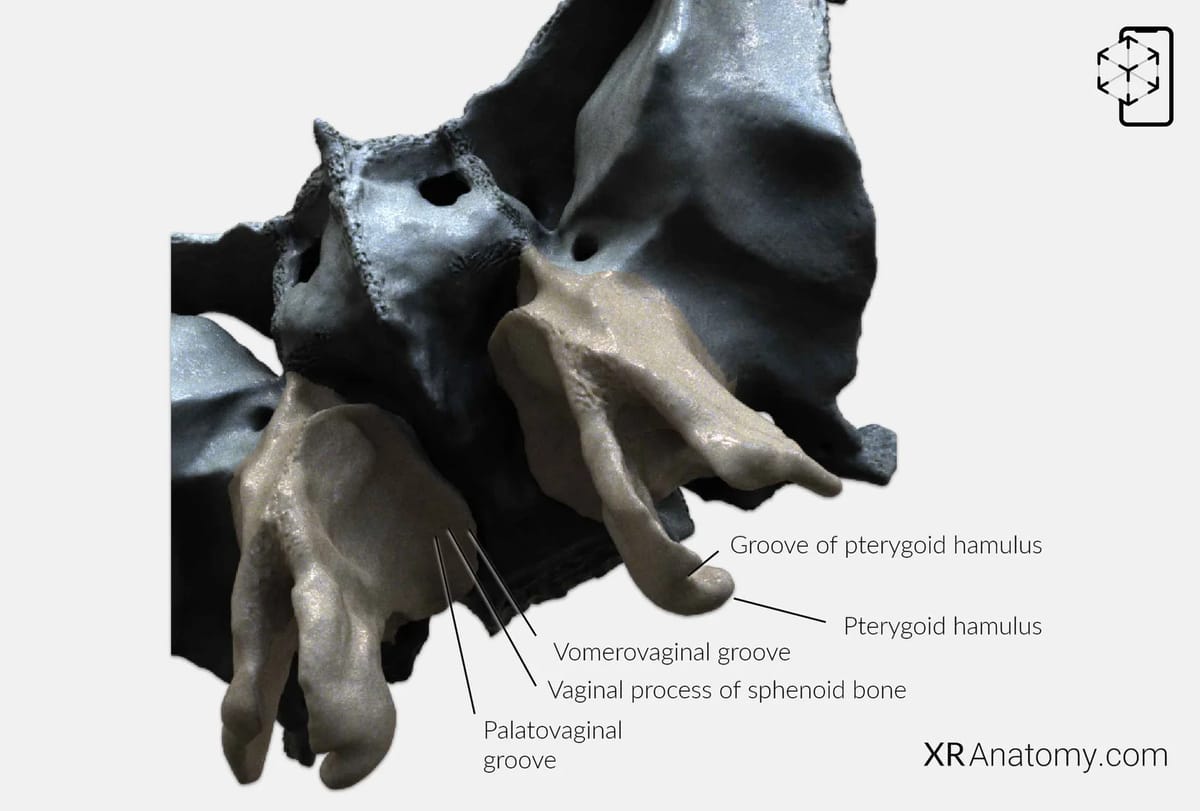 AR Figure 39 – Sphenoid Bone: Vaginal process