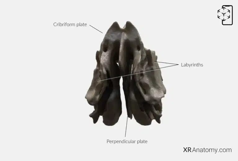 AR Figure 41 – Ethmoid bone