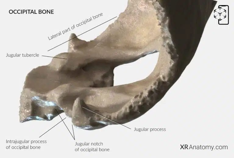 AR Figure 4 – Occipital Bone: Lateral part