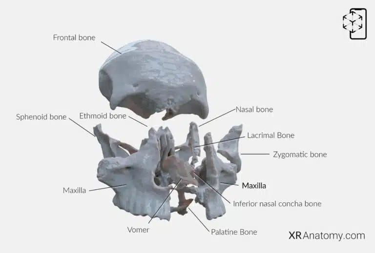 AR Figure 51 – Maxilla: Disarticulated View