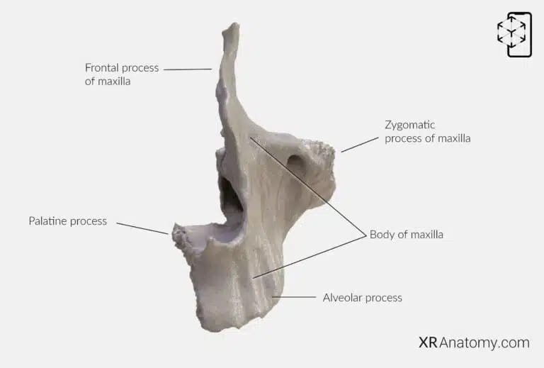 AR Figure 52 – Maxilla: Anterior View