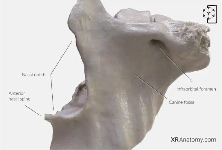AR Figure 54 – Maxilla: Anterior Surface