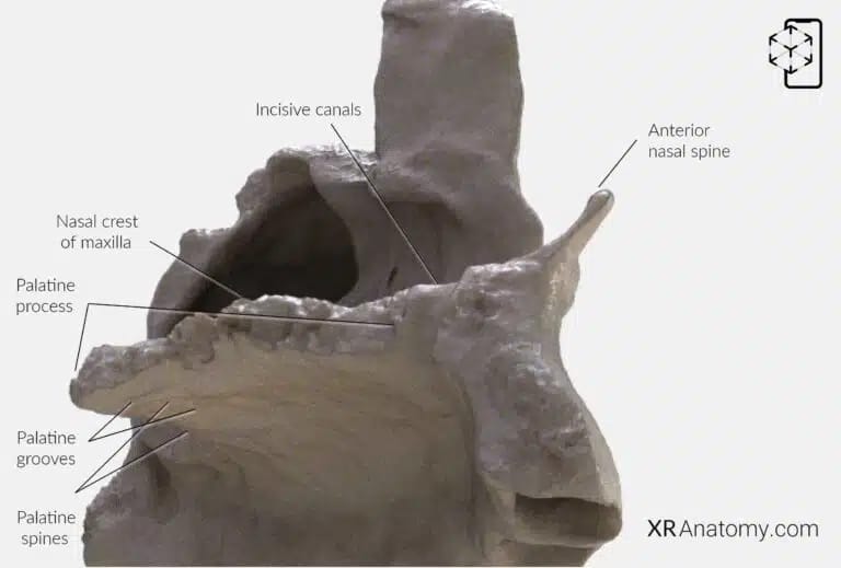 AR Figure 59 – Maxilla: Palatine process