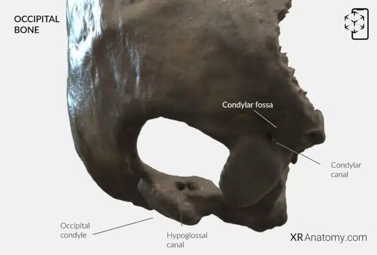 AR Figure 5 – Occipital Bone: Lateral part details