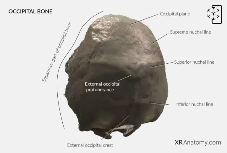 AR Figure 6 – Occipital Bone: Squamous part