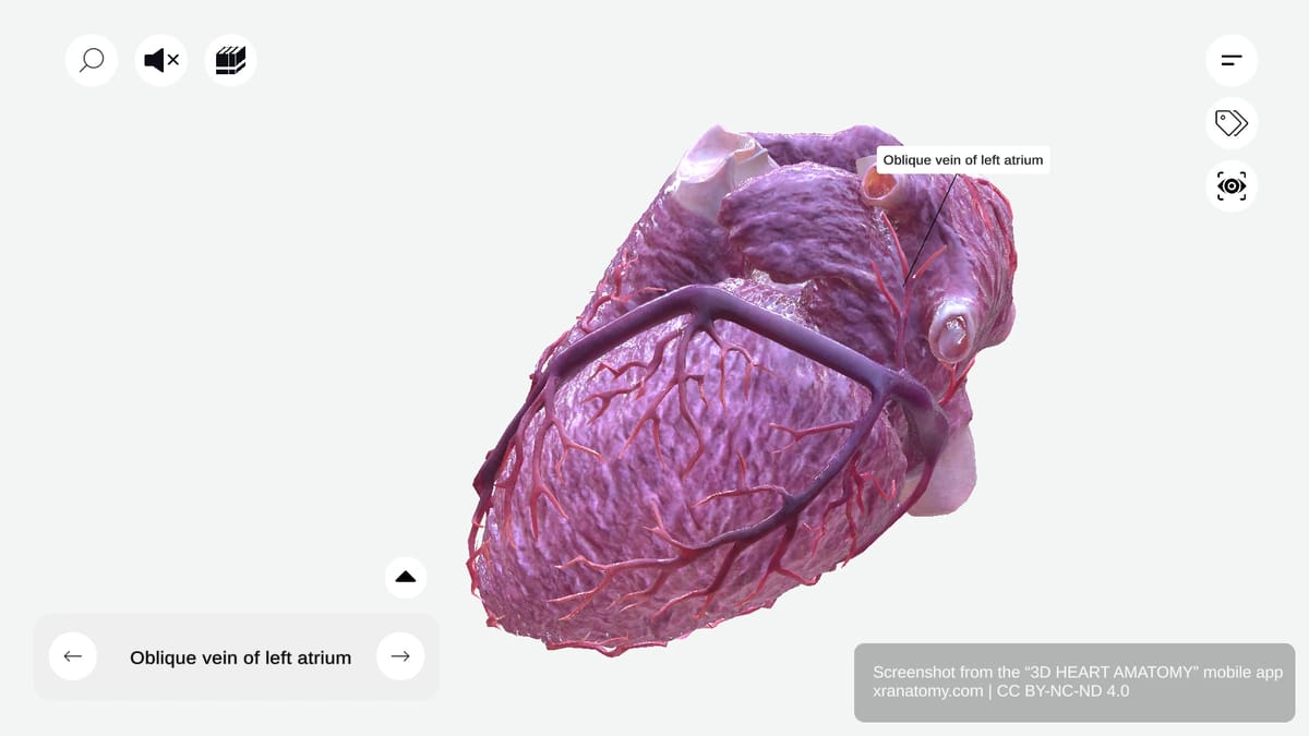 Oblique vein of left atrium anatomy collecting blood from inferior left atrial wall