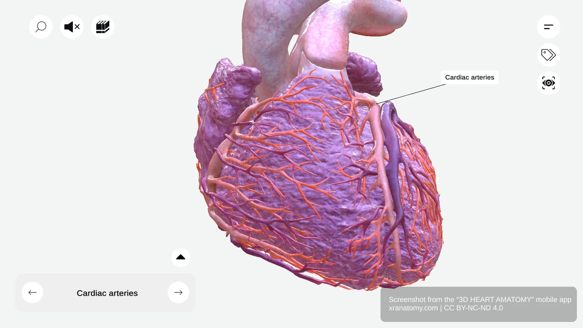 Cardiac arteries anatomy showing two main vessels branching from aorta, originating from aortic sinuses, coursing along atrioventricular groove