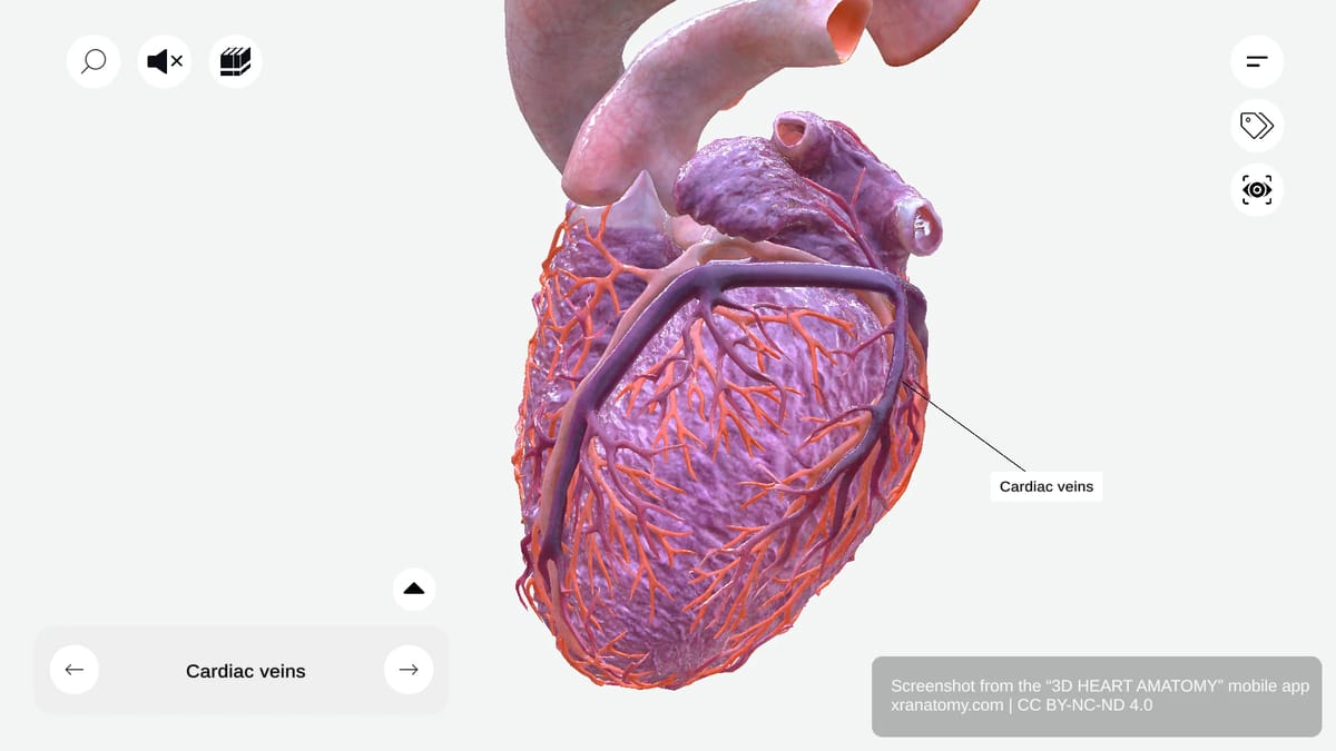 Cardiac veins anatomy showing network of veins draining myocardium, returning deoxygenated blood to right atrium via coronary sinus