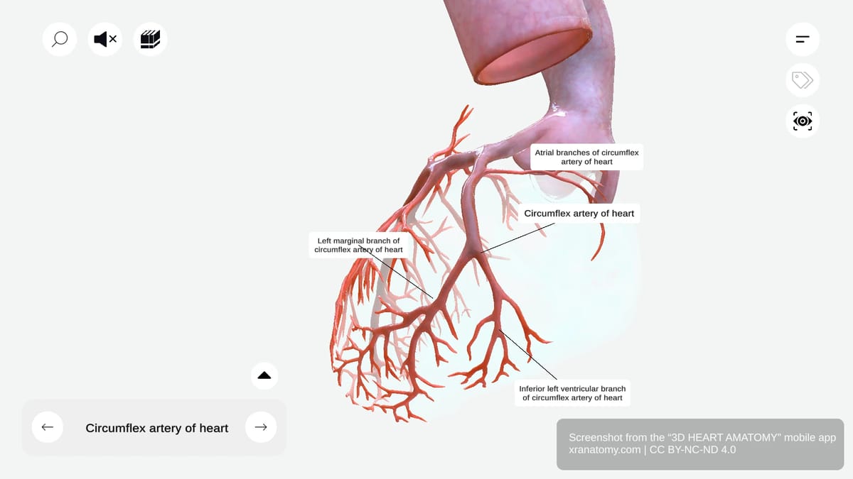 Branches of circumflex artery showing atrial branches, atrial anastomotic branch, left marginal branch, and inferior left ventricular branch